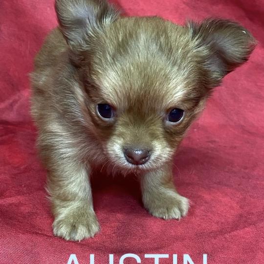 chiot Chihuahua Poil Long AUSTIN chihuahua à réserver Domaine de la Chantelaie  