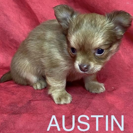 chiot Chihuahua Poil Long AUSTIN chihuahua à réserver Domaine de la Chantelaie  