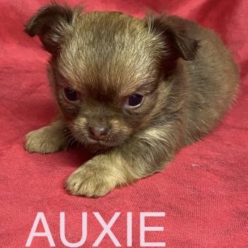 AUXIE chihuahua à réserver Femelle Chihuahua Poil Long