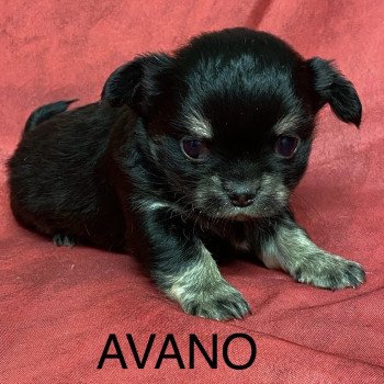 AVANO chihuahua à réserver Mâle Chihuahua Poil Long