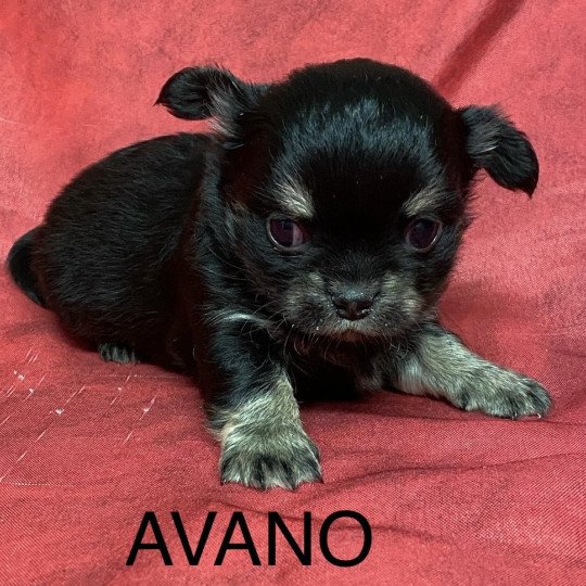 chiot Chihuahua Poil Long AVANO chihuahua à réserver Domaine de la Chantelaie  