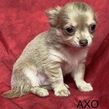 AXO chihuahua pl Mâle Chihuahua Poil Long