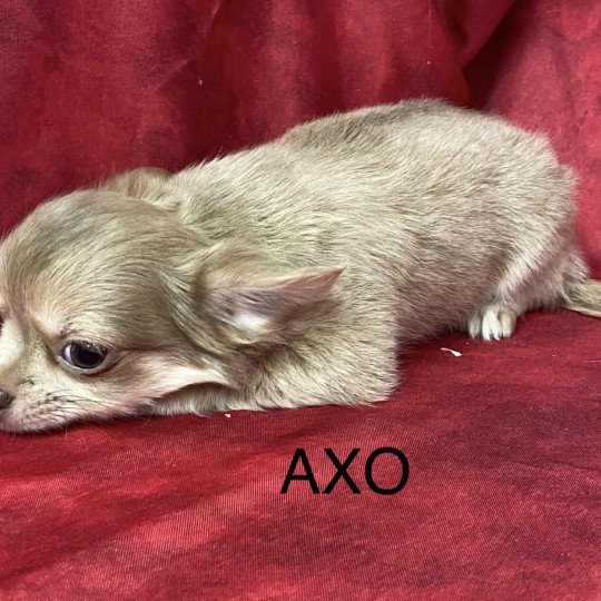 chiot Chihuahua Poil Long AXO chihuahua pl Domaine de la Chantelaie  