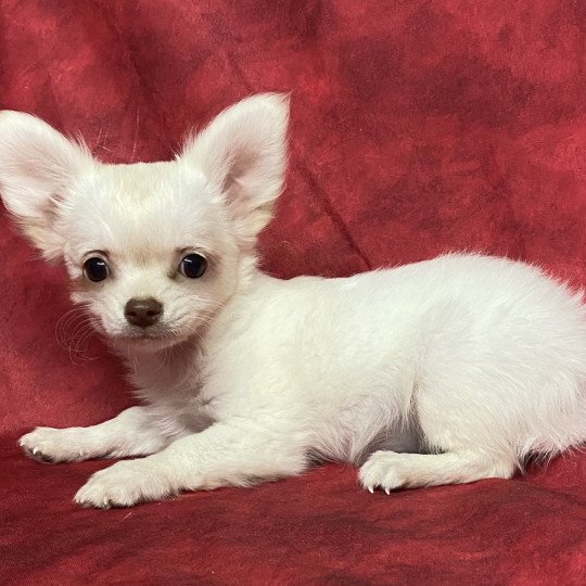 chiot Chihuahua Poil Long AXOU chihuahua pl Domaine de la Chantelaie  