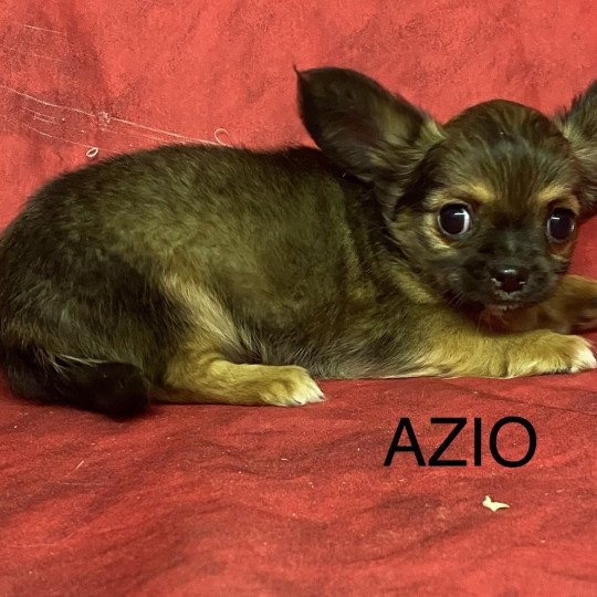 chiot Chihuahua Poil Long AZIO chihuahua Domaine de la Chantelaie  