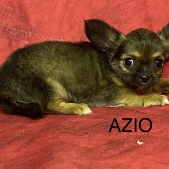 AZIO chihuahua Mâle Chihuahua Poil Long