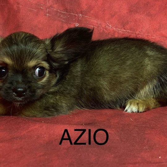chiot Chihuahua Poil Long AZIO chihuahua Domaine de la Chantelaie  