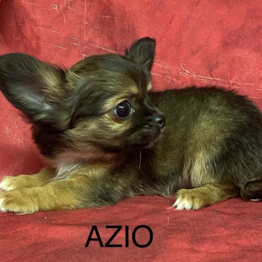 chiot Chihuahua Poil Long AZIO chihuahua Domaine de la Chantelaie  