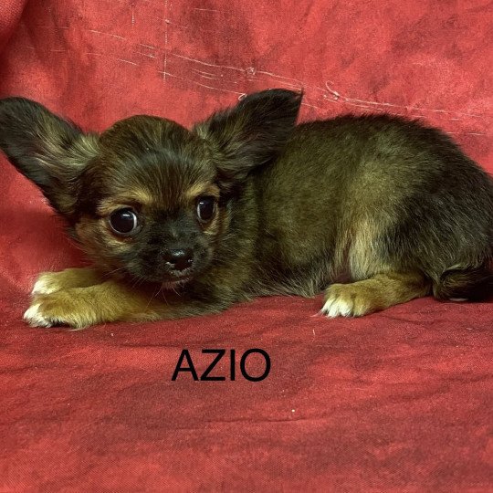 chiot Chihuahua Poil Long AZIO chihuahua Domaine de la Chantelaie  