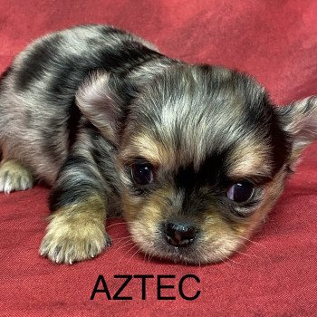 AZTEC chihuahua à réserver Mâle Chihuahua Poil Long