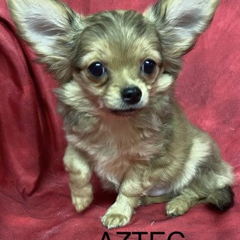 AZTEC chihuahua Mâle Chihuahua Poil Long