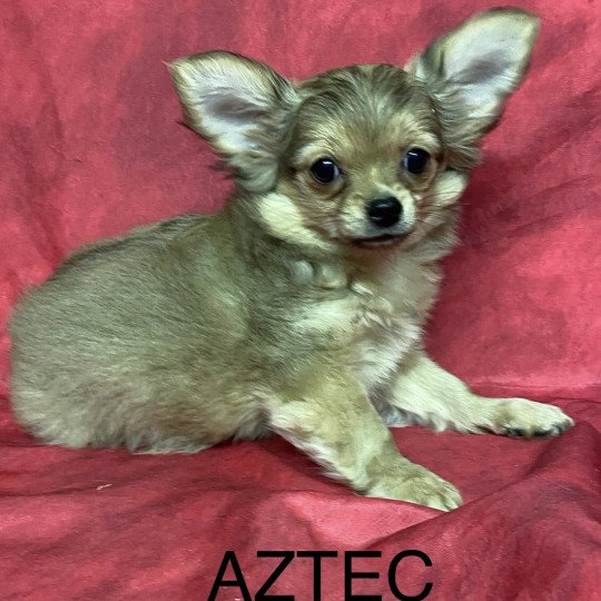 chiot Chihuahua Poil Long AZTEC chihuahua Domaine de la Chantelaie  