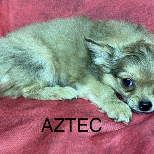 chiot Chihuahua Poil Long AZTEC chihuahua Domaine de la Chantelaie  