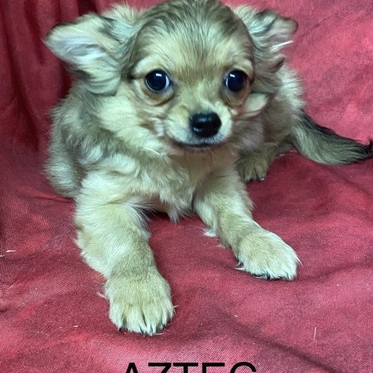 chiot Chihuahua Poil Long AZTEC chihuahua Domaine de la Chantelaie  