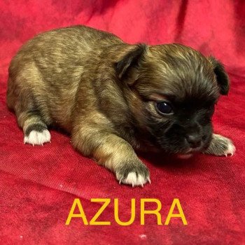 AZURA chihuahua à réserver Femelle Chihuahua Poil Long