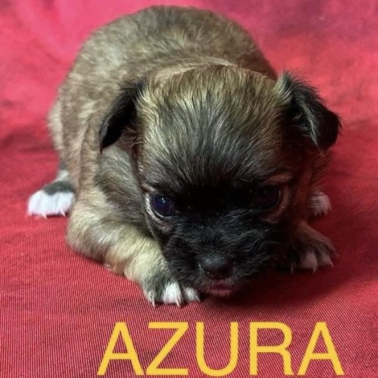 chiot Chihuahua Poil Long AZURA chihuahua à réserver Domaine de la Chantelaie  