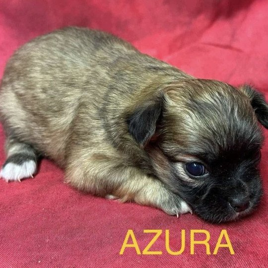 chiot Chihuahua Poil Long AZURA chihuahua à réserver Domaine de la Chantelaie  