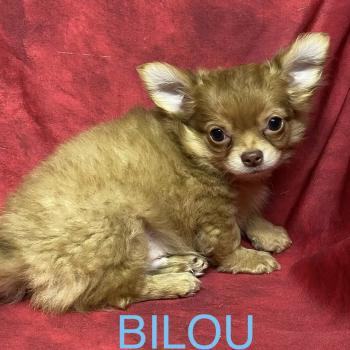 BILOU chihuahua disponible Mâle Chihuahua Poil Long