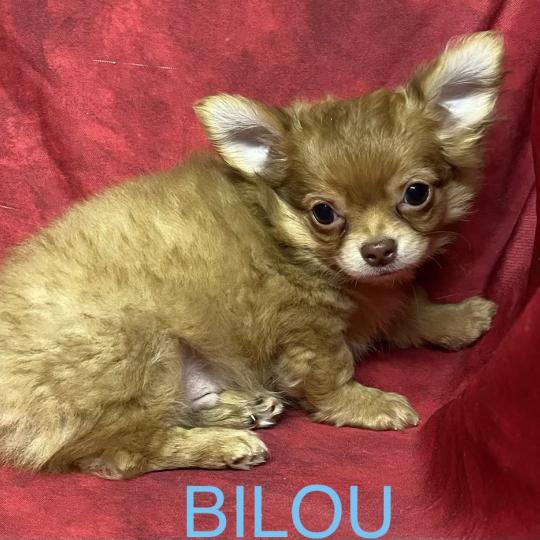 chiot Chihuahua Poil Long BABI chihuahua disponible Domaine de la Chantelaie  