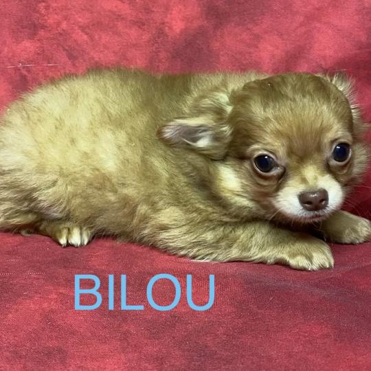 chiot Chihuahua Poil Long BABI chihuahua disponible Domaine de la Chantelaie  