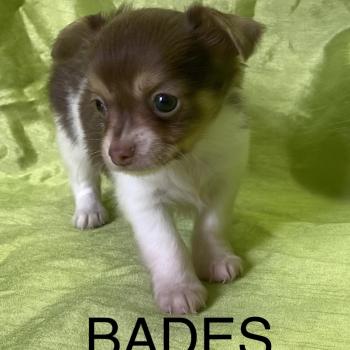BADÈS chihuahua disponible Mâle Chihuahua Poil Long