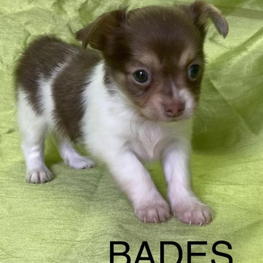chiot Chihuahua Poil Long BADÈS chihuahua disponible Domaine de la Chantelaie  