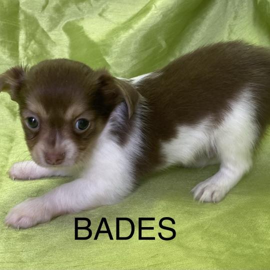 chiot Chihuahua Poil Long BADÈS chihuahua disponible Domaine de la Chantelaie  
