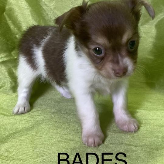 chiot Chihuahua Poil Long BADÈS chihuahua disponible Domaine de la Chantelaie  
