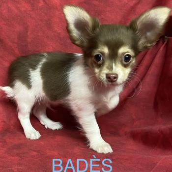 BADÈS chihuahua disponible Mâle Chihuahua Poil Long