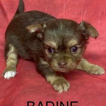 BADINE chihuahua à réserver Femelle Chihuahua Poil Long