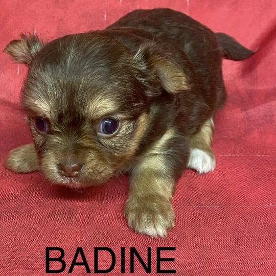 chiot Chihuahua Poil Long BADINE chihuahua à réserver Domaine de la Chantelaie  
