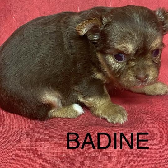 chiot Chihuahua Poil Long BADINE chihuahua à réserver Domaine de la Chantelaie  