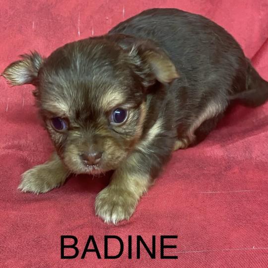 chiot Chihuahua Poil Long BADINE chihuahua à réserver Domaine de la Chantelaie  