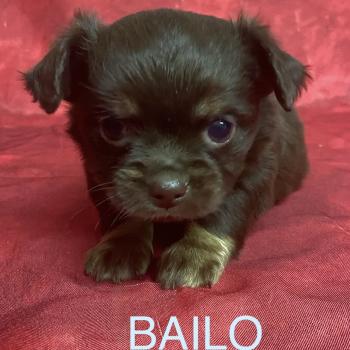 BAILO chihuahua à réserver Mâle Chihuahua Poil Long
