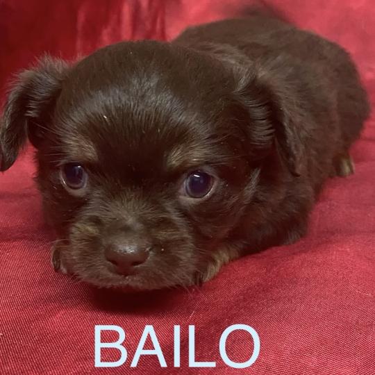 chiot Chihuahua Poil Long BAILO chihuahua à réserver Domaine de la Chantelaie  