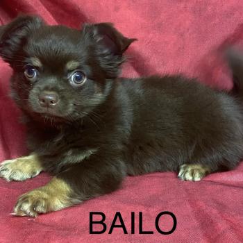 BAILO chihuahua DISPONIBLE Mâle Chihuahua Poil Long