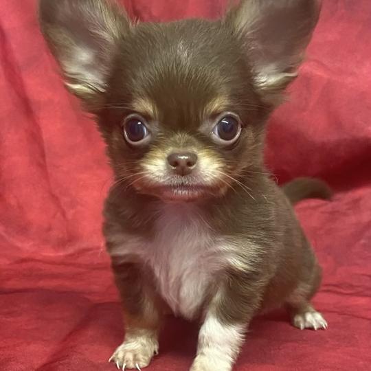 chiot Chihuahua Poil Long BALDER Chihuahua disponible Domaine de la Chantelaie  