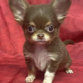 BALDER mini Chihuahua disponible Mâle Chihuahua Poil Long