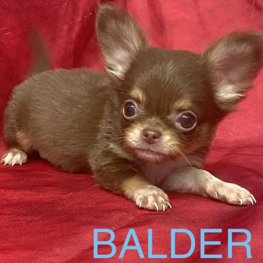 chiot Chihuahua Poil Long BALDER Chihuahua disponible Domaine de la Chantelaie  