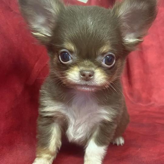 chiot Chihuahua Poil Long BALDER Chihuahua disponible Domaine de la Chantelaie  