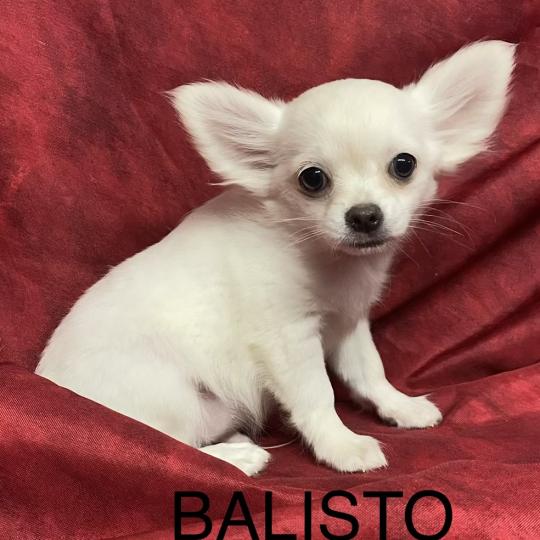chiot Chihuahua Poil Long BALISTO chihuahua disponible Domaine de la Chantelaie  