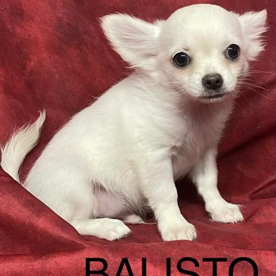 chiot Chihuahua Poil Long BALISTO chihuahua disponible Domaine de la Chantelaie  