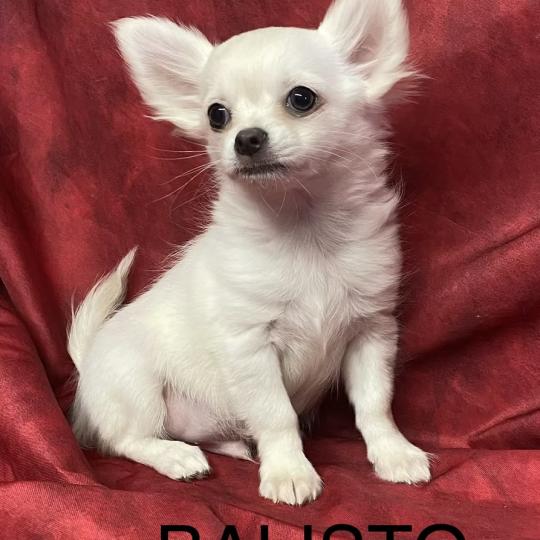 chiot Chihuahua Poil Long BALISTO chihuahua disponible Domaine de la Chantelaie  