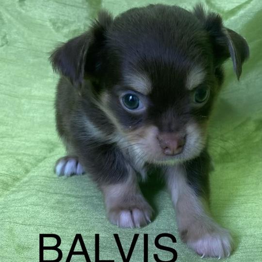 chiot Chihuahua Poil Long BALVIS chihuahua disponible Domaine de la Chantelaie  