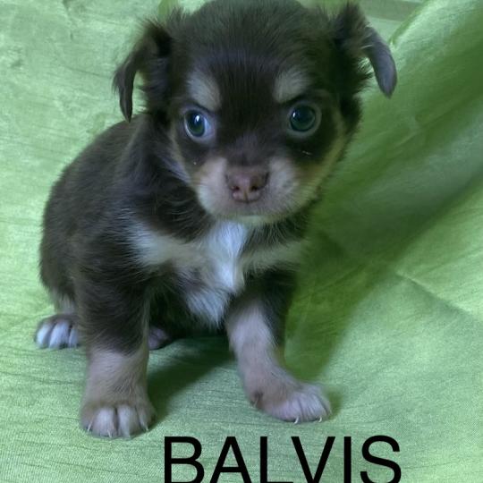 chiot Chihuahua Poil Long BALVIS chihuahua disponible Domaine de la Chantelaie  