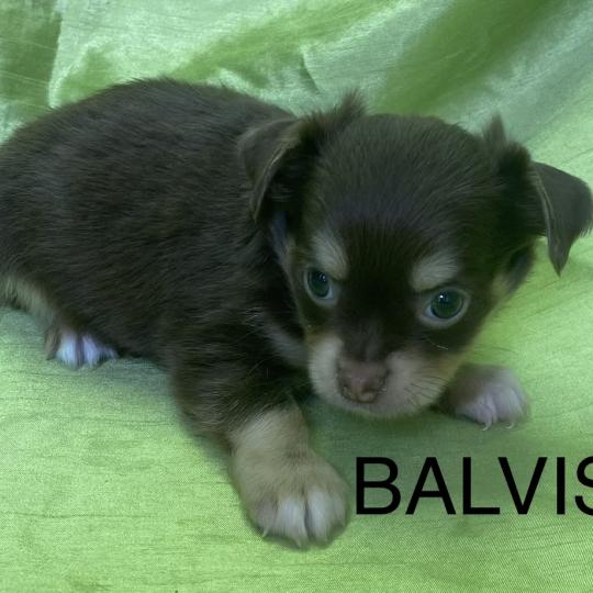 chiot Chihuahua Poil Long BALVIS chihuahua disponible Domaine de la Chantelaie  