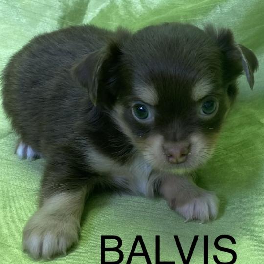 chiot Chihuahua Poil Long BALVIS chihuahua disponible Domaine de la Chantelaie  
