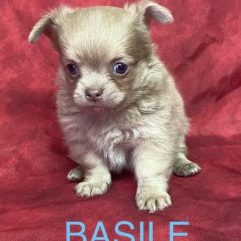 BASIL Chihuahua disponible Mâle Chihuahua Poil Long