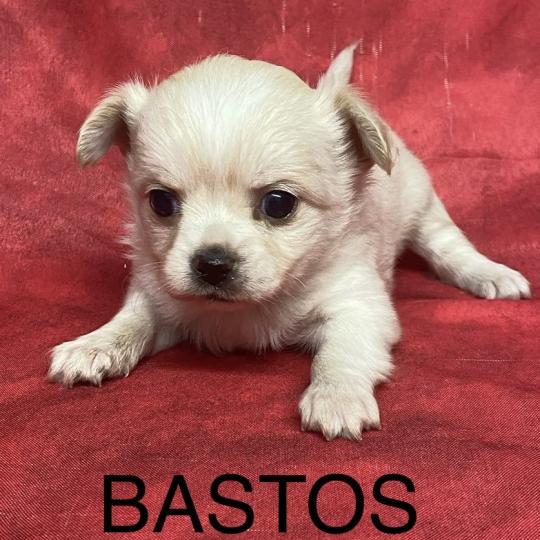 chiot Chihuahua Poil Long BASTOS chihuahua à réserver Domaine de la Chantelaie  