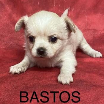 BASTOS chihuahua à réserver Mâle Chihuahua Poil Long